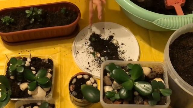 ТОЛСТЯНКА /ЦВЕТЫ-ÇİÇEKLER #VLOQ? смотреть онлайн