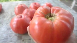 Томат Кардинал в открытом грунте. Лучший сорт сезона!