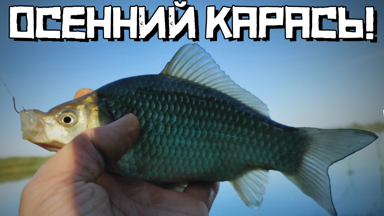 Запретная добавка работает! Насыпал в прикорм и... Карась прёт! смотреть онлайн