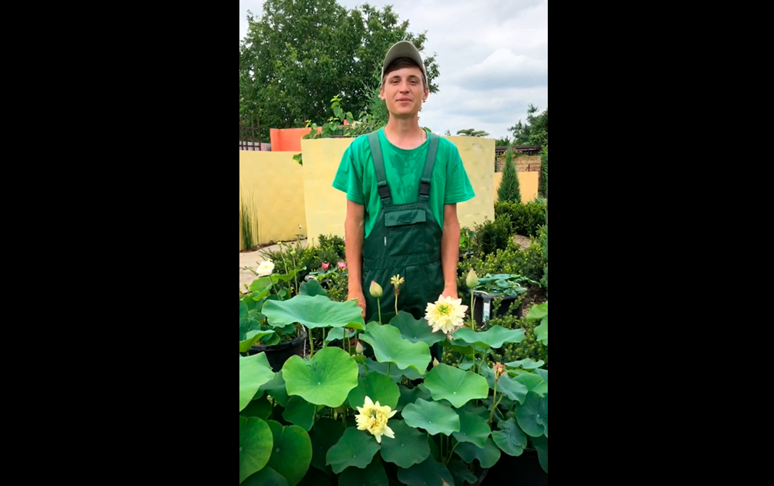 Размножение лотосов. Как вырастить лотос? сорта лотоса, лотосы в саду, лотосы в горшке. смотреть онлайн