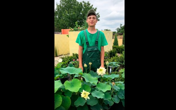 Размножение лотосов. Как вырастить лотос? сорта лотоса, лотосы в саду, лотосы в горшке.