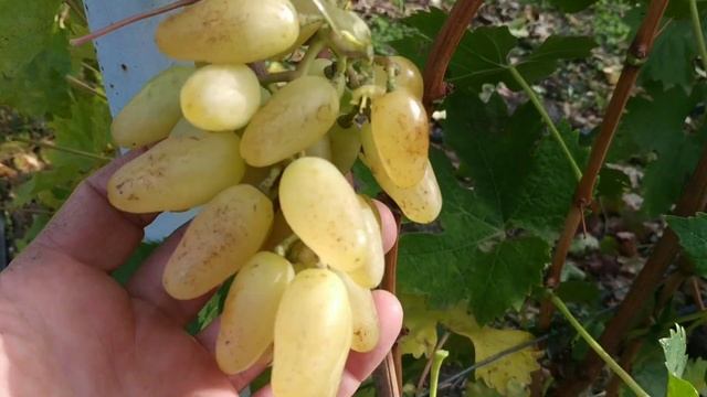 Виноград Ельвіра ??? смотреть онлайн