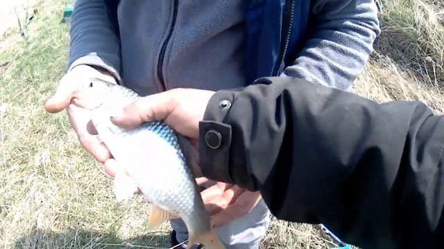 Красный Яр! 15 мая 2021г. Карась! Ловим и жарим! смотреть онлайн