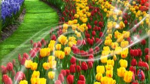 С 8 Марта  Красивое видео поздравление