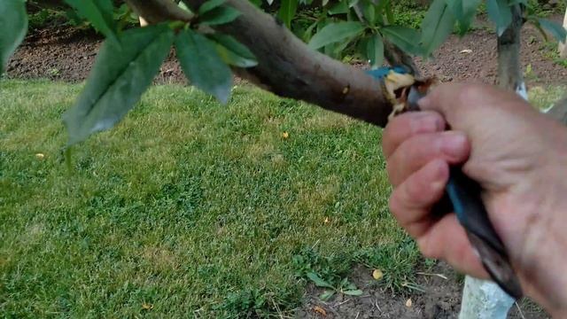 Лечение камедетечения на персике . смотреть онлайн