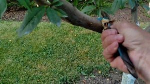 Лечение камедетечения на персике .