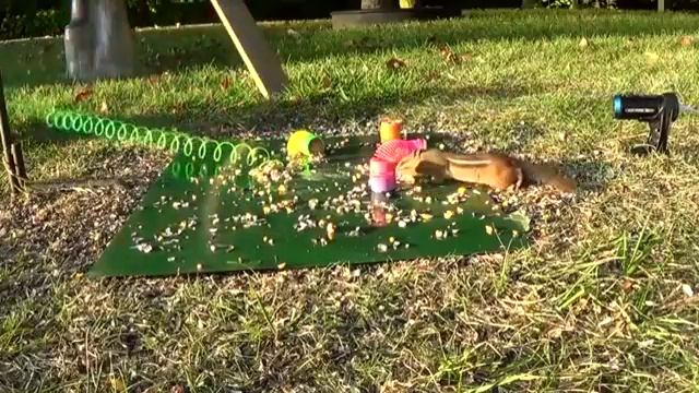 Красивая птичка! БУРУНДУКИ! image смотреть онлайн