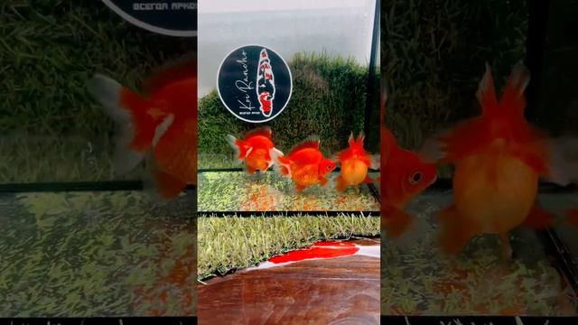 Риукин короткохвостый в ассортименте смотреть онлайн