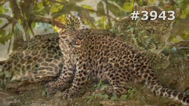 #3943. Леопарды (В мире животных) смотреть онлайн