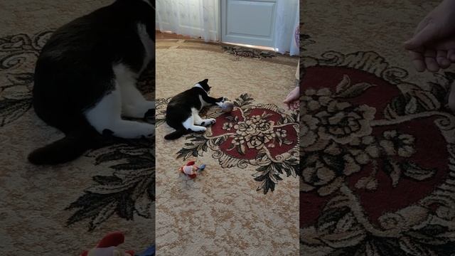 Кошка-шалунья: смешные и любопытные моменты смотреть онлайн