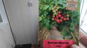 Томаты на балконе. Рассада томатов Красная шапочка серии четыре лета. Кронштейны для балконых ящико