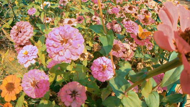 Beautiful Butterflies 🦋 in a Flower Garden 🌻 | el Liven смотреть онлайн