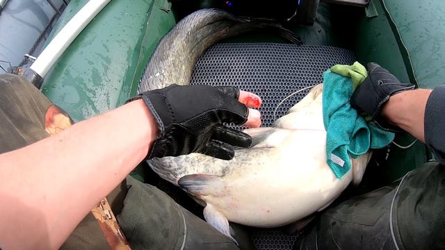 Рыбалка на хищную рыбу 30.04.2023. Часть 2. Попался, который кусался! Сом 15 кг + смотреть онлайн