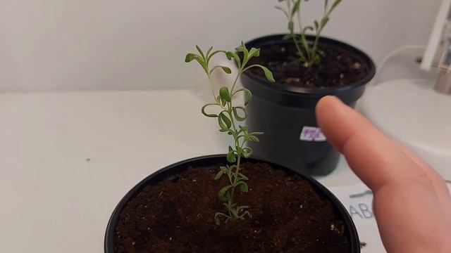 Обзор саженцев лаванды. 3 сорта лаванды вырастил из семян смотреть онлайн