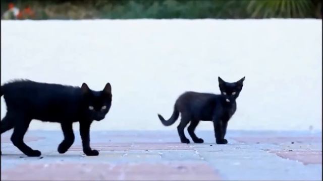 TRAP ALERT | COUB TRVP Радужная пальма смотреть онлайн