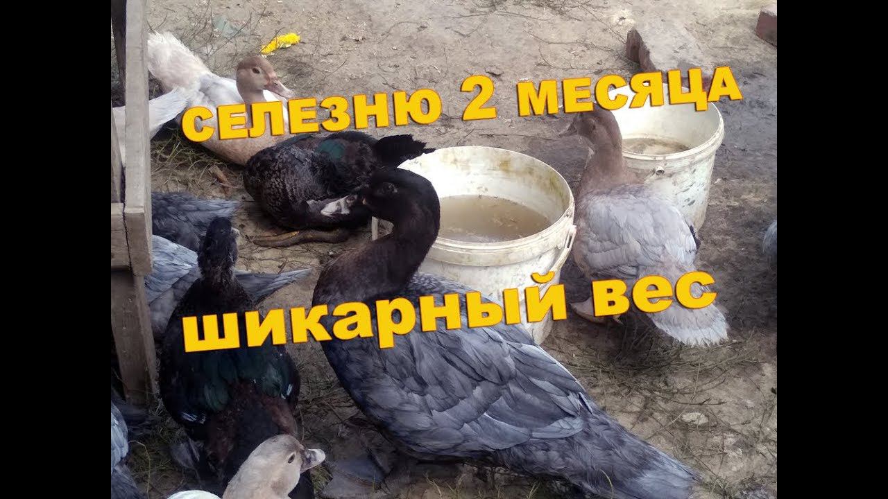 ОФИГЕТЬ, не ожидала такого веса у голубого селезня в 2 месяца смотреть онлайн