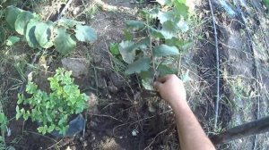 ФУНДУК - РАЗМНОЖЕНИЕ ОТВОДКАМИ. Часть 2 - результат.