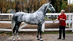 Породы Лошадей.Орловский рысак. Общая характеристика