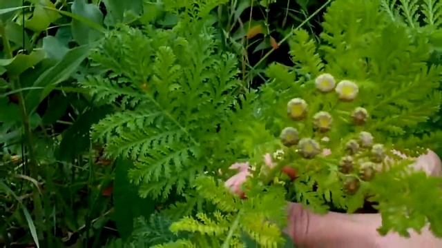 Пижма и лопух. Лесные растения на нашем огороде. смотреть онлайн