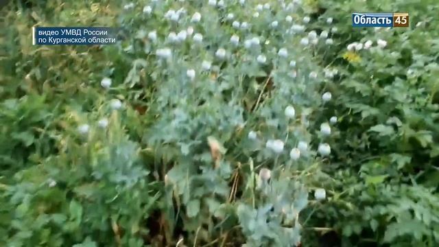 У зауральских пенсионеров нашли незаконные плантации мака смотреть онлайн