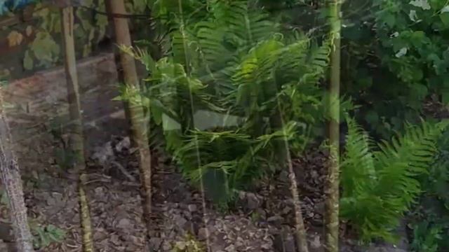 #31#мая#Вечерняя#прогулка #по#даче. смотреть онлайн