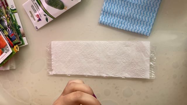 Каким способом я буду проращивать семена огурцов, кабачков и тыкв. смотреть онлайн