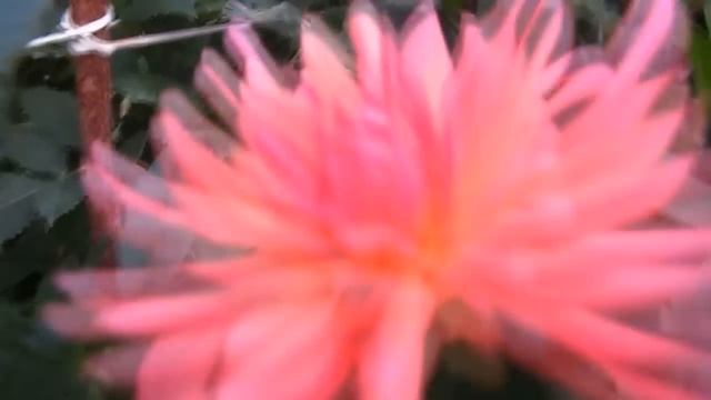 ГЕОРГИНЫ В МОЕМ САДУ Виды и сорта . Лучший бизнес! смотреть онлайн