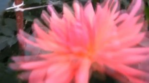 ГЕОРГИНЫ В МОЕМ САДУ  Виды и сорта . Лучший бизнес!