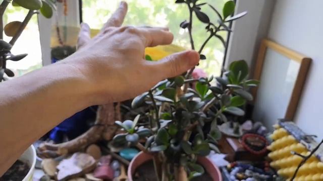 Аптекарский огород в квартире/ Обзор моих растений в однушке + балкон смотреть онлайн