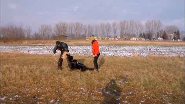 High-Class K9 "Toby". Black Bicolor German Shepherd Trained in Obedience & Protection смотреть онлайн