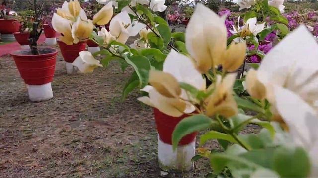 DINADAYONG BOUGAINVILLEA PARADISE SA PILIPINAS BOUNTIFUL GARDEN ALICIA ISABELA смотреть онлайн