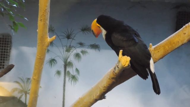 Тукан смешно ест из-за большого клюва. Московский зоопарк 莫斯科動物園 Moscow Zoo