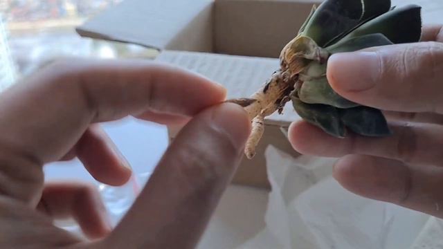 Unboxing Haworthia Plant Mail from Plantita Cactales (Crystal, Hakuteijo, Jupiter) смотреть онлайн