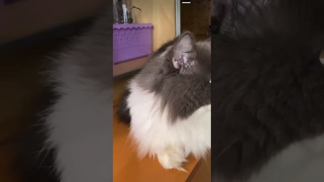 Cat Najim