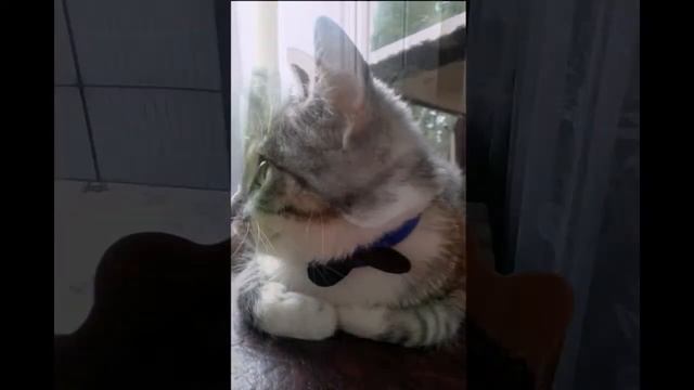 Как отучить котенка от чего либо быстро и эффективно. смотреть онлайн