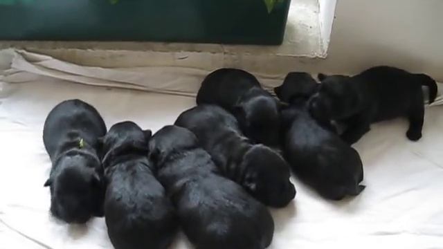 Щенки скотч-терьера, он же шотландский терьер смотреть онлайн