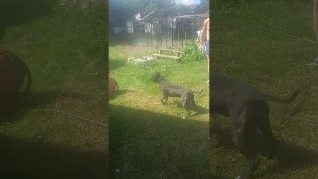 Стафф против тележки! смотреть онлайн