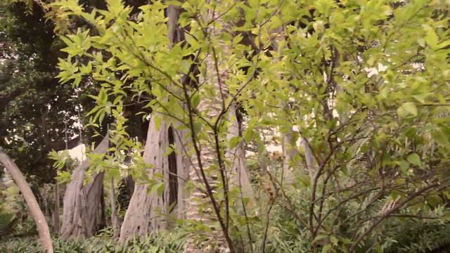 VLOG FROM TENERIFE #4 Jardin De Aclimatación De La Orotava