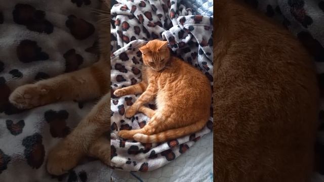 Кот Рыжик, животные, музыка