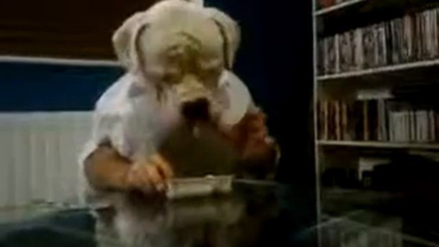 Прикольное и смешное видео о собаке!!! смотреть онлайн