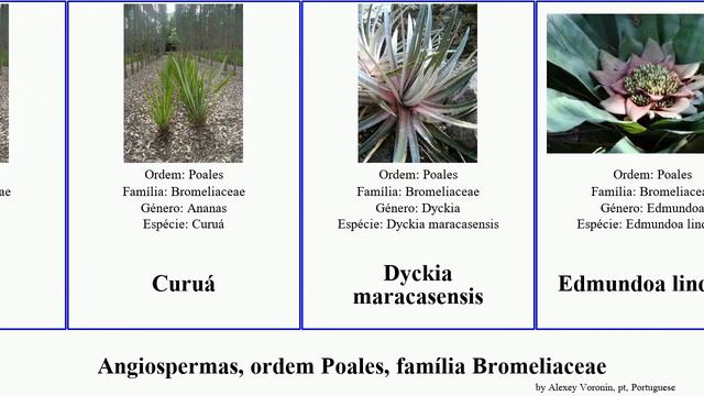 Angiospermas, ordem Poales, família Bromeliaceae aechmea guzmania alcantarea correia-araujoi serra смотреть онлайн