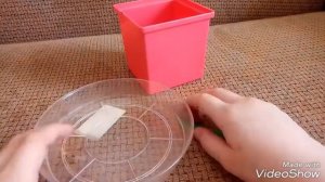 КАК ВЫРАСТИТЬ СЛИВУ ИЗ КОСТОЧКИ?