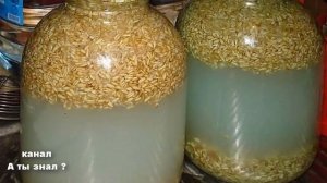 Овсяный квас - самый полезный квас  . Лечит кишечник и печень , против отеков !