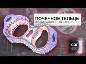 Нефрон Почечное тельце. Фильтрационный барьер. Строение.