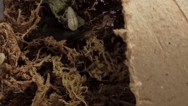 У меня родились мадагаскарские тараканы! смотреть онлайн