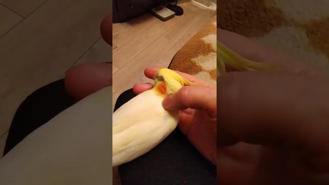 корелла Гуля хочет спать смотреть онлайн