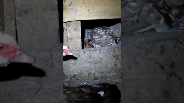 Ястреб в курятнике 2 смотреть онлайн