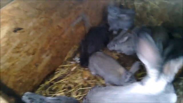 Когда убирать маточник от крольчихи ?//Жизнь в деревне !!! смотреть онлайн