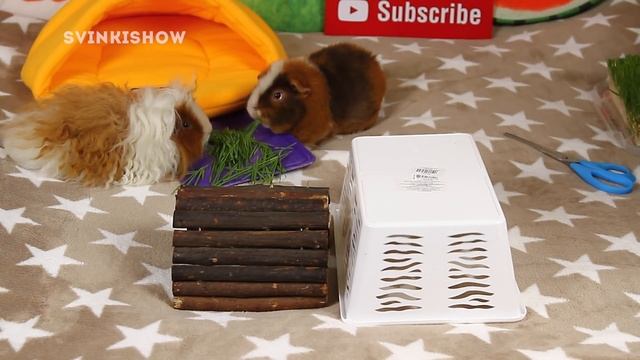 DIY: МОСТИК ДОМИК АРКА для морской свинки СВОИМИ РУКАМИ! Самый ЛЕНИВЫЙ СПОСОБ от SvinkiShow