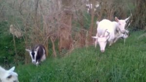 Выгодно ли заводить коз.